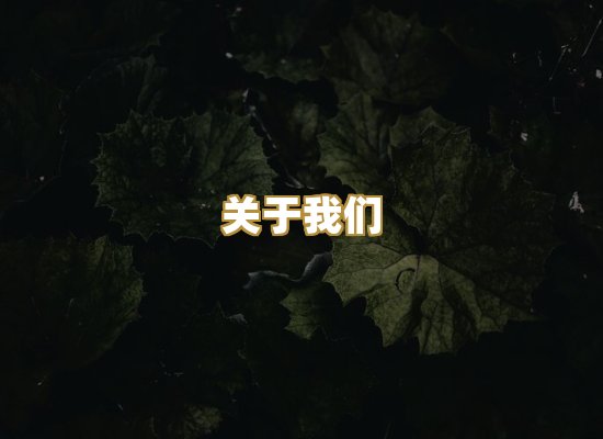 关于我们
